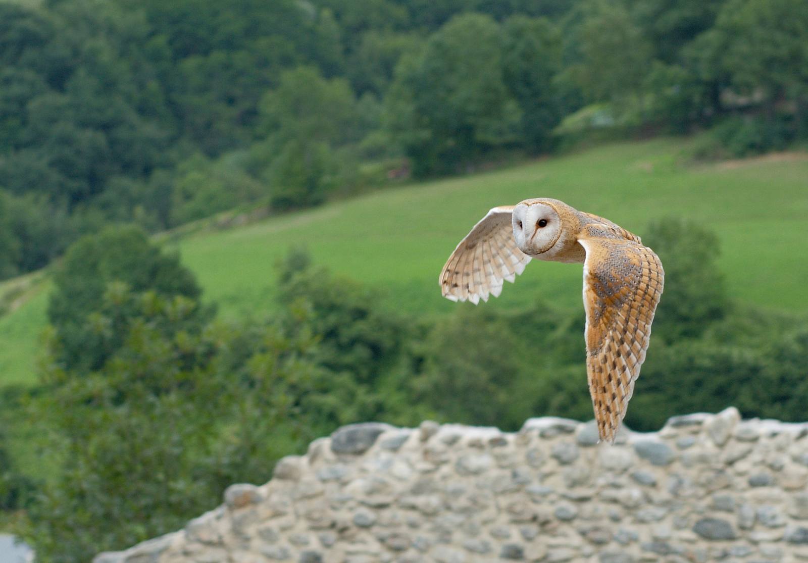A barn owl in flight over green countryside