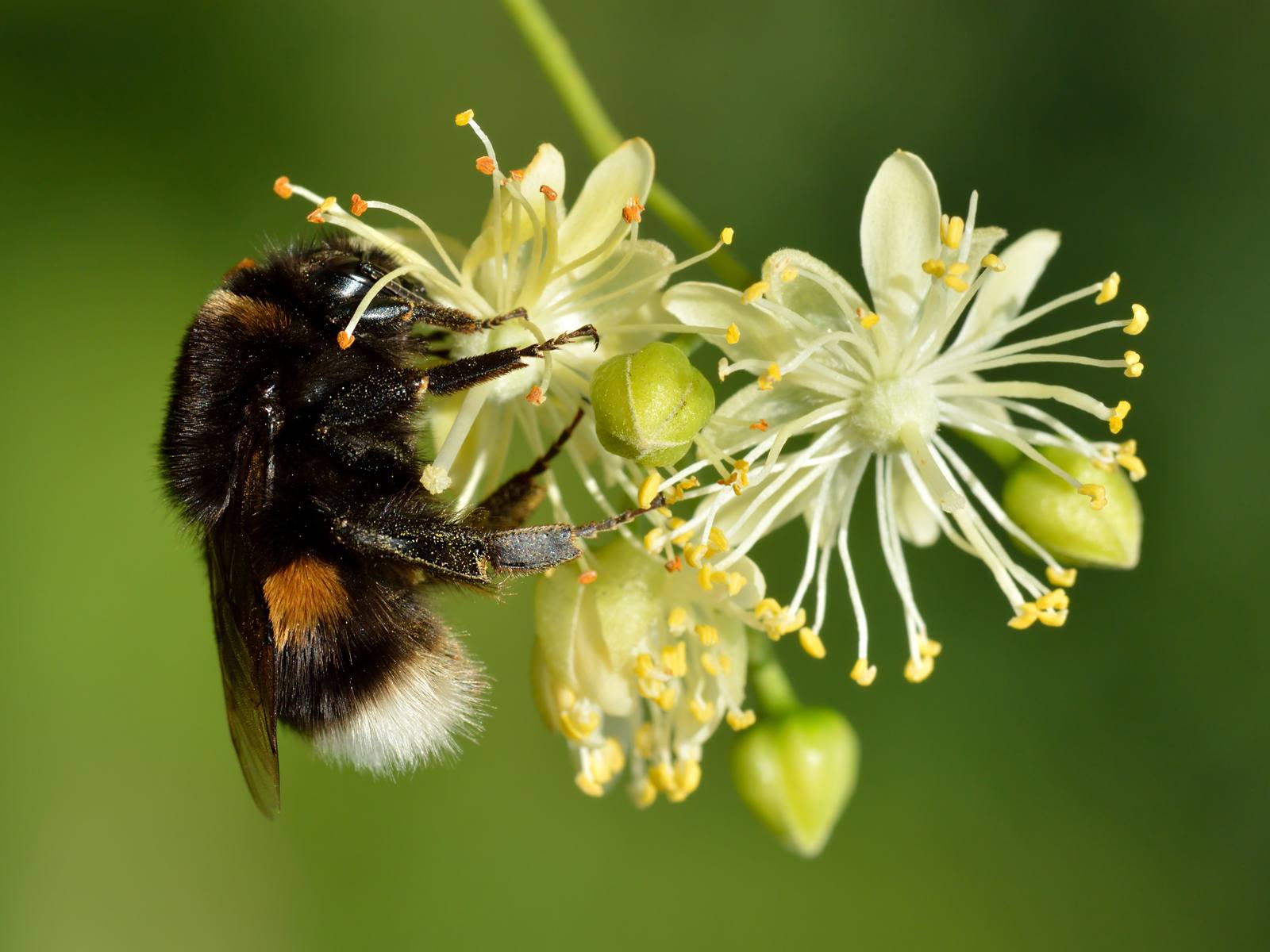 A buff-tailed bumblebee on a white flower
