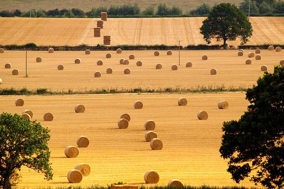 Straw bales scattered across stubble fields near Burford, Oxfordshire