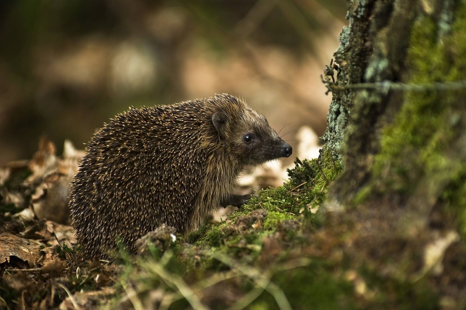 A European hedgehog in woodland leaf litter