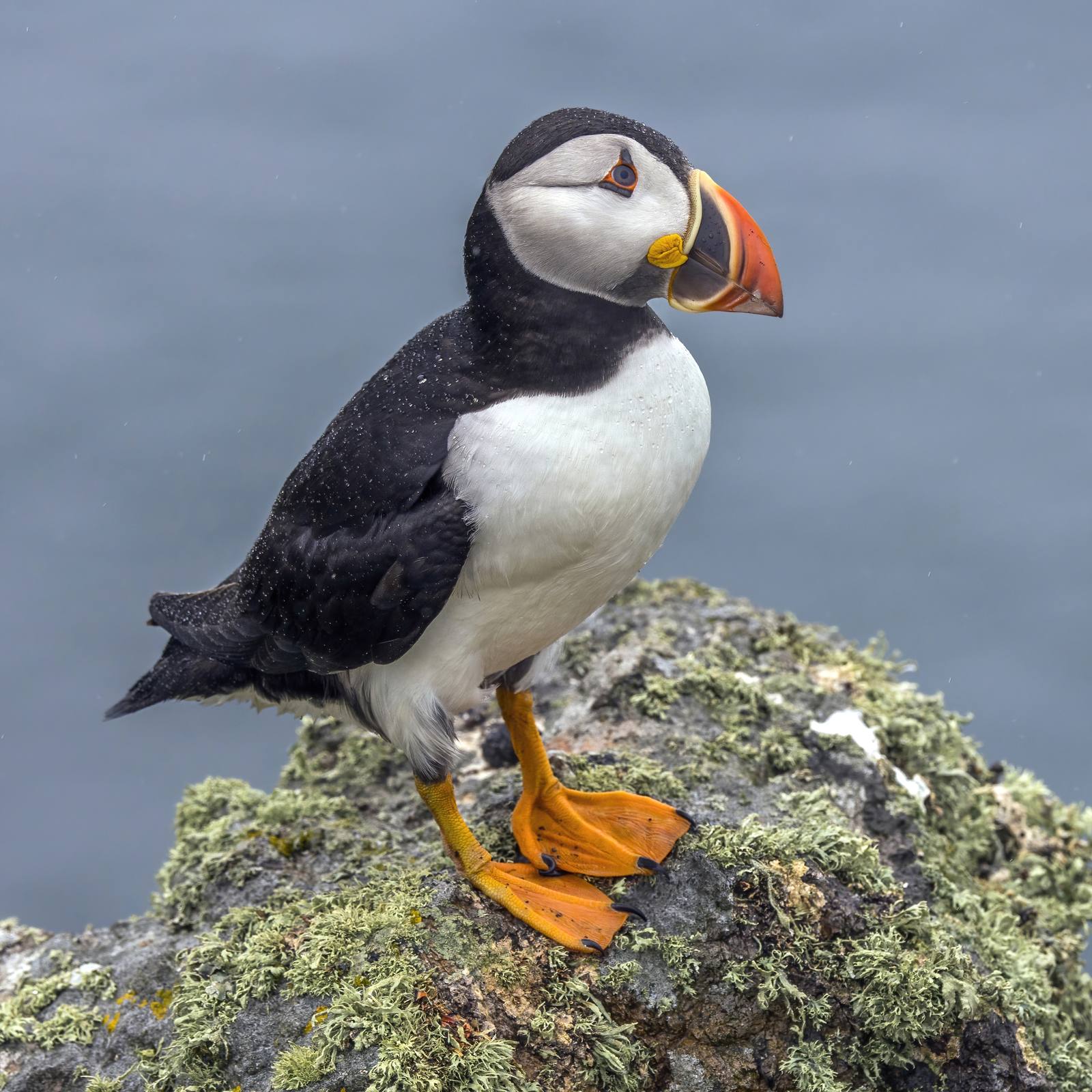 An Atlantic puffin standing on a mossy rock