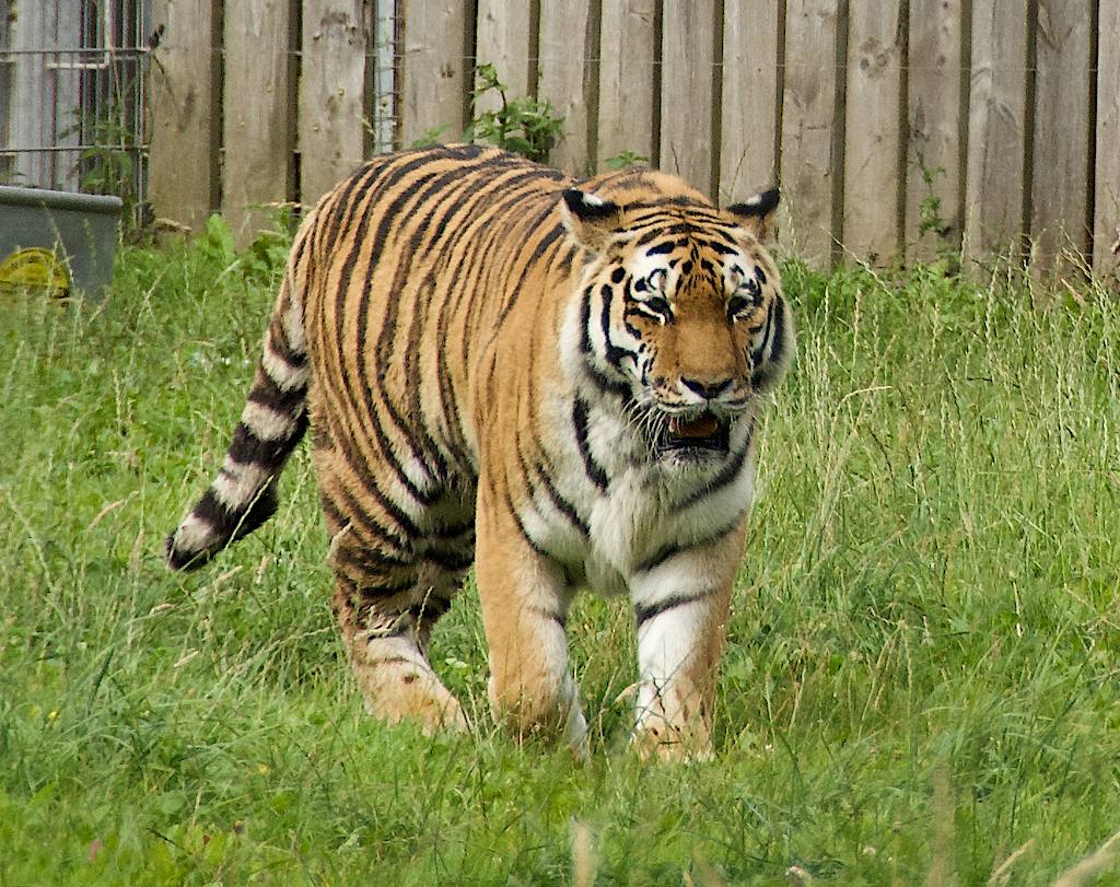 An Amur tiger walking through grass in its enclosure at Yorkshire Wildlife Park